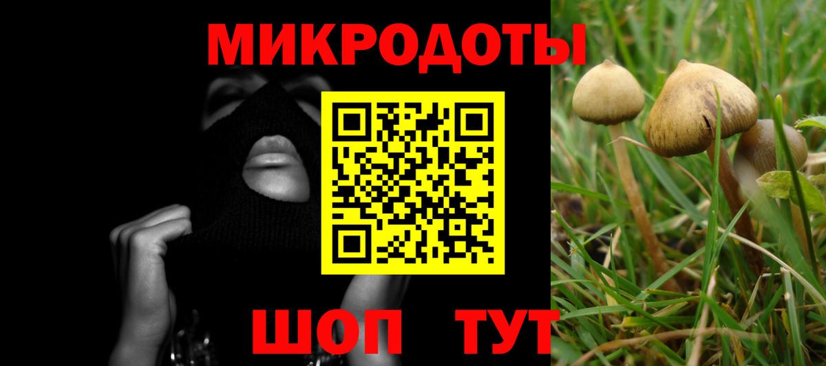 Галлюциногенные грибы Psilocybe Вологда